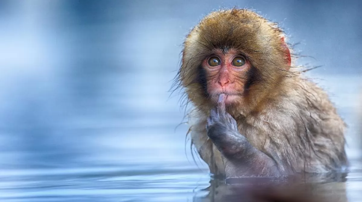 Финалист конкурса. Фото: TXEMA-GARCIA-LASECA/ COMEDY WILDLIFE PHOTO AWARDS 2019. Финалист конкурса. Фото: TXEMA-GARCIA-LASECA/ COMEDY WILDLIFE PHOTO AWARDS 2019.