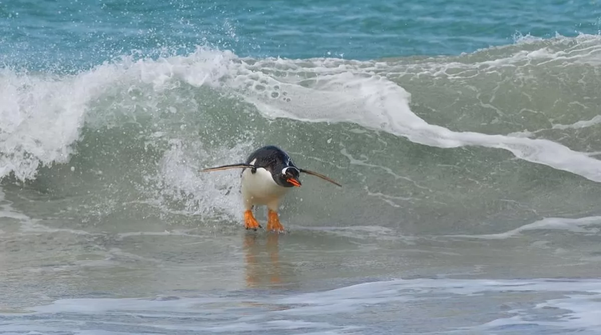 PHOTO: ELMAR WEISS/ COMEDY WILDLIFE PHOTO AWARDS 2019. PHOTO: ELMAR WEISS/ COMEDY WILDLIFE PHOTO AWARDS 2019.