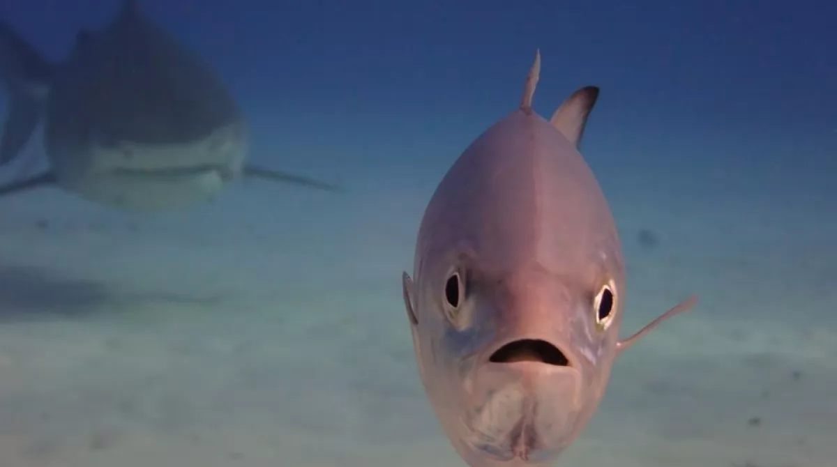 PHOTO: ANTHONY N. PETROVICH/ COMEDY WILDLIFE PHOTO AWARDS 2019. PHOTO: ANTHONY N. PETROVICH/ COMEDY WILDLIFE PHOTO AWARDS 2019.