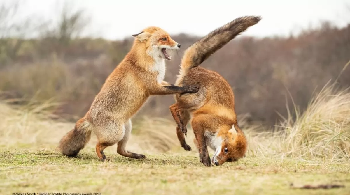 PHOTO: ALASTAIR MARSH/ COMEDY WILDLIFE PHOTO AWARDS 2019. PHOTO: ALASTAIR MARSH/ COMEDY WILDLIFE PHOTO AWARDS 2019.
