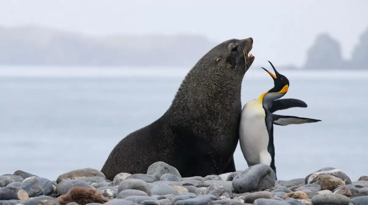 PHOTO: THOMAS MANGELSEN/ COMEDY WILDLIFE PHOTO AWARDS 2019. PHOTO: THOMAS MANGELSEN/ COMEDY WILDLIFE PHOTO AWARDS 2019.