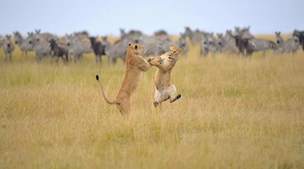 PHOTO: ADWAIT APHALE/ COMEDY WILDLIFE PHOTO AWARDS 2019. PHOTO: ADWAIT APHALE/ COMEDY WILDLIFE PHOTO AWARDS 2019.