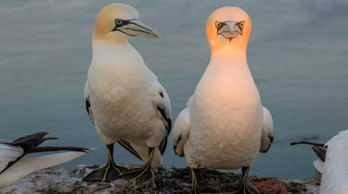 PHOTO: CO GRIFT/ COMEDY WILDLIFE PHOTO AWARDS 2019. PHOTO: CO GRIFT/ COMEDY WILDLIFE PHOTO AWARDS 2019.