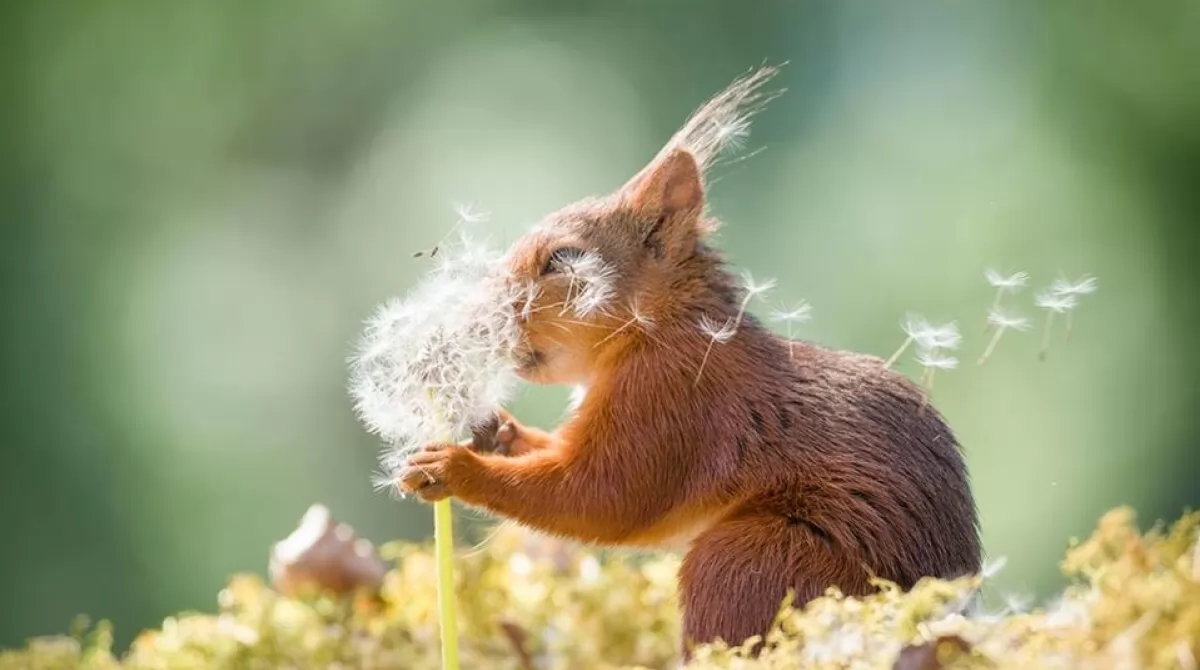 PHOTO: GEERT WEGGEN/ COMEDY WILDLIFE PHOTO AWARDS 2019. PHOTO: GEERT WEGGEN/ COMEDY WILDLIFE PHOTO AWARDS 2019.