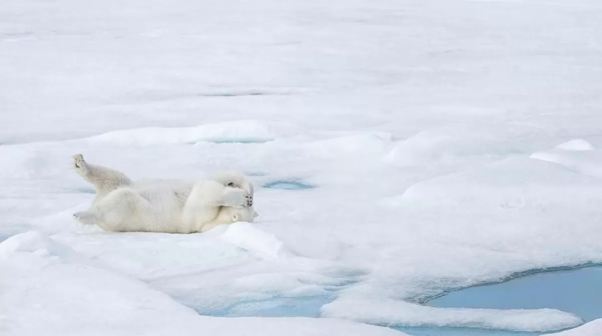 PHOTO: MARION VOLLBORN/ COMEDY WILDLIFE PHOTO AWARDS 2019. PHOTO: MARION VOLLBORN/ COMEDY WILDLIFE PHOTO AWARDS 2019.