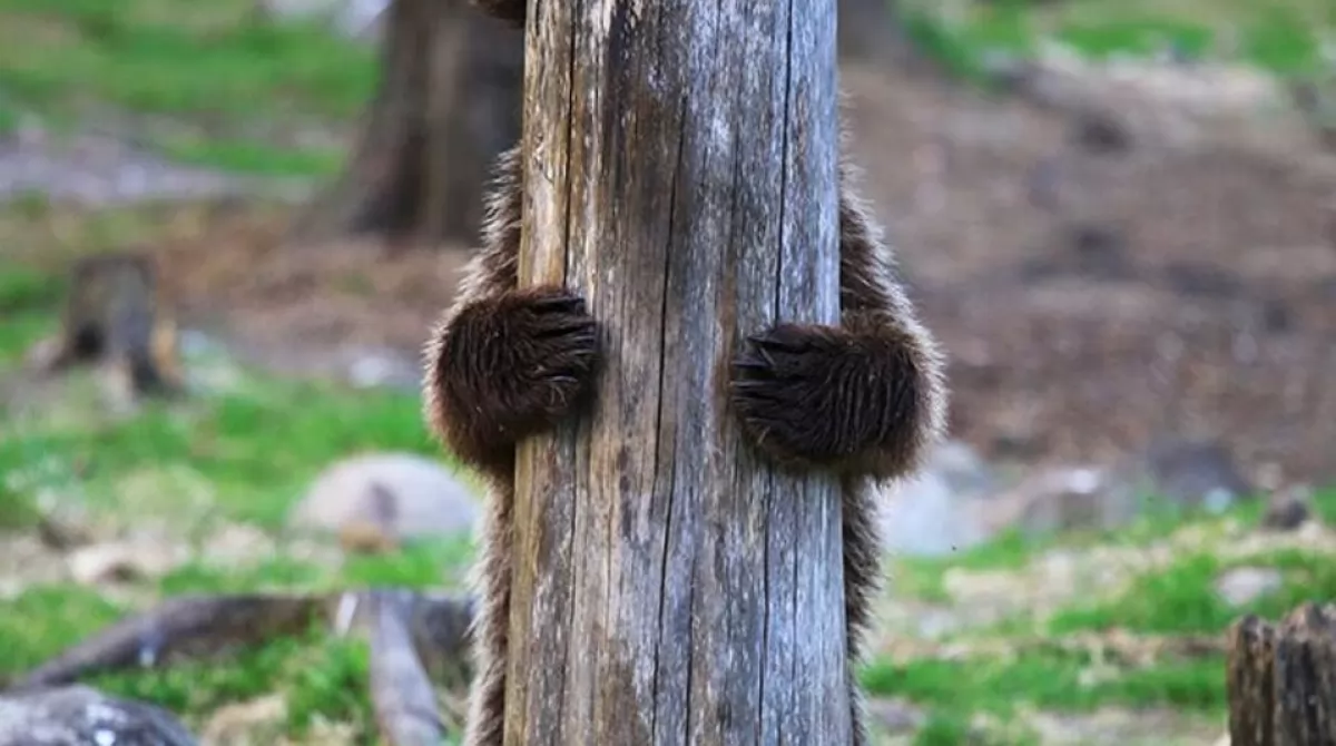 PHOTO: VALTTERI MULKAHAINEN/ COMEDY WILDLIFE PHOTO AWARDS 2019. PHOTO: VALTTERI MULKAHAINEN/ COMEDY WILDLIFE PHOTO AWARDS 2019.