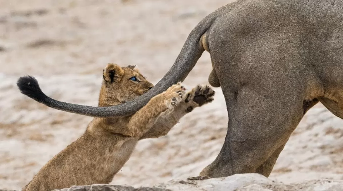 PHOTO: SARAH SKINNER/ COMEDY WILDLIFE PHOTO AWARDS 2019. PHOTO: SARAH SKINNER/ COMEDY WILDLIFE PHOTO AWARDS 2019.