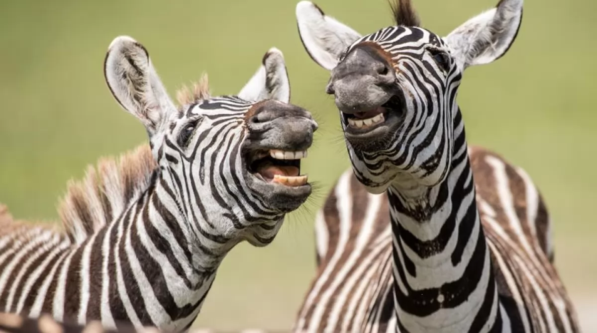 PHOTO: PETER HAYGARTH/ COMEDY WILDLIFE PHOTO AWARDS 2019. PHOTO: PETER HAYGARTH/ COMEDY WILDLIFE PHOTO AWARDS 2019.