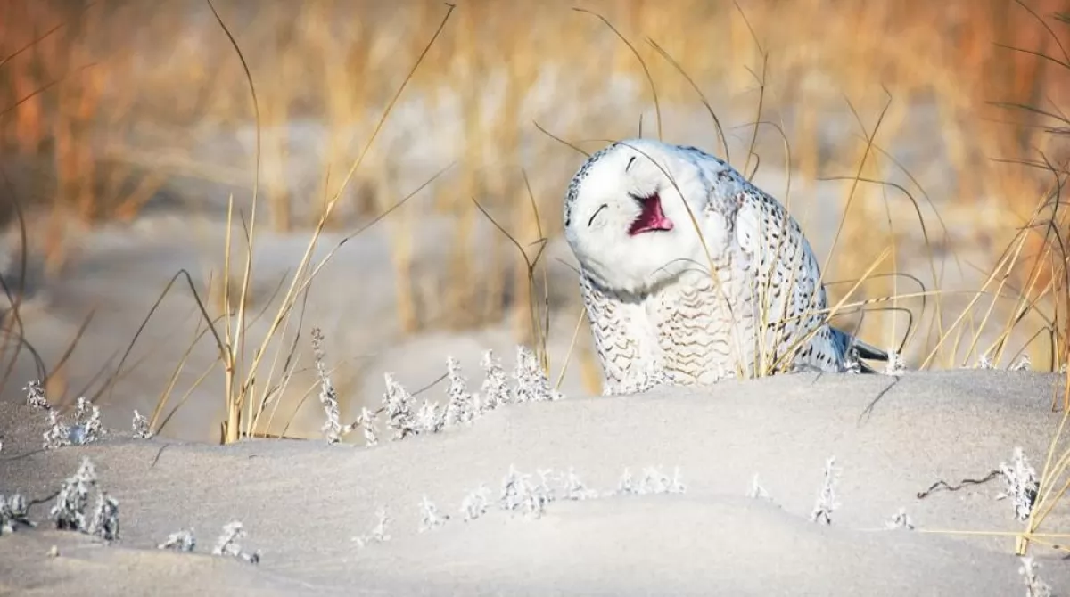 PHOTO: VICKI JAURON/ COMEDY WILDLIFE PHOTO AWARDS 2019.