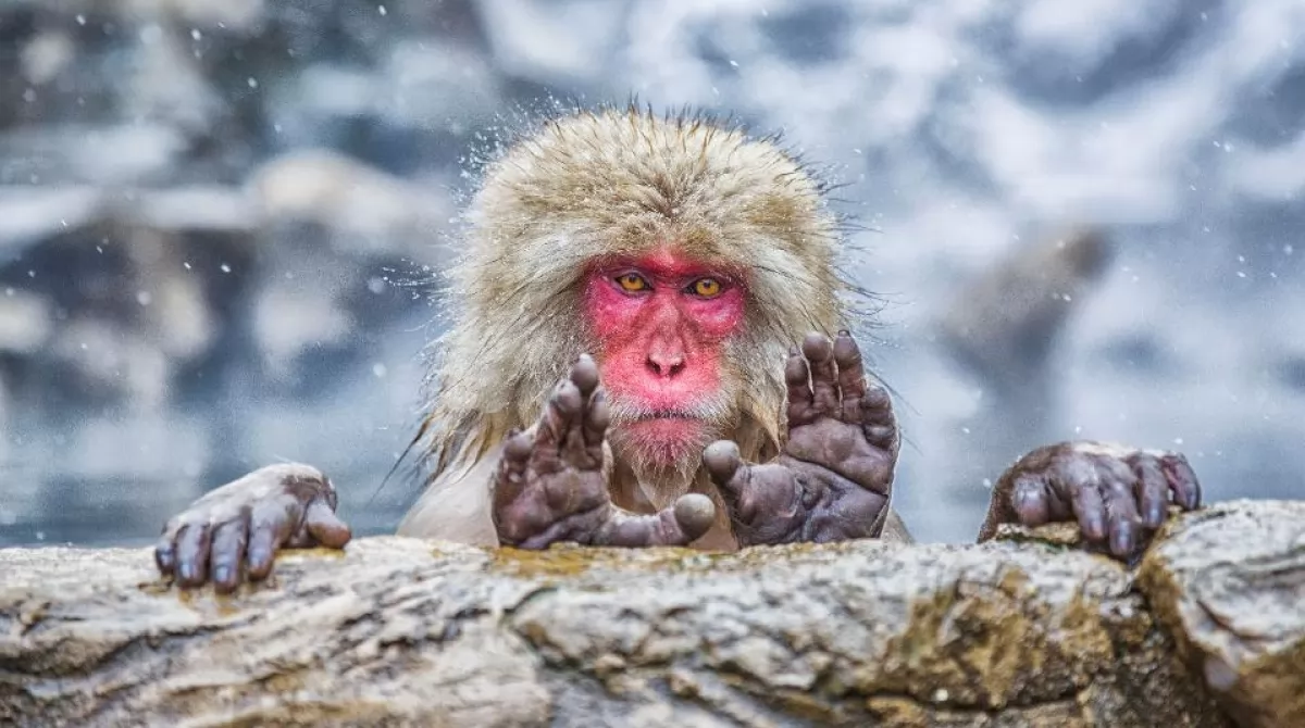PHOTO: PABLO DANIEL FERNÁNDEZ/ COMEDY WILDLIFE PHOTO AWARDS 2019. PHOTO: PABLO DANIEL FERNÁNDEZ/ COMEDY WILDLIFE PHOTO AWARDS 2019.
