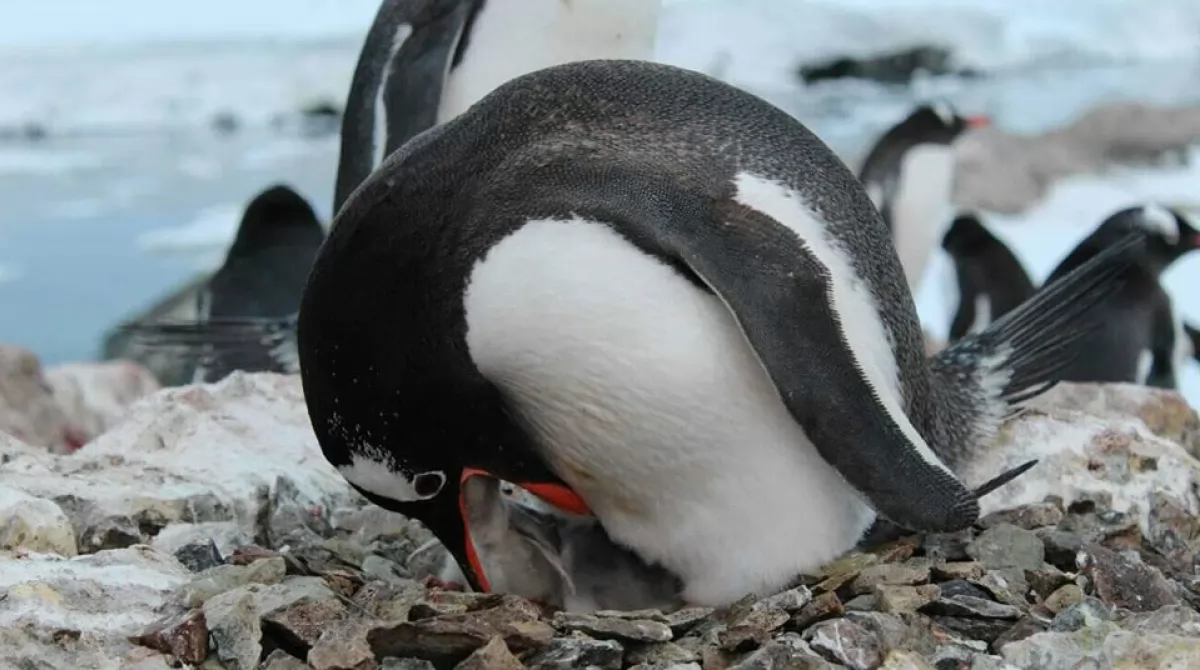 Антарктида. Фото: Игорь Дикий/facebook.com/AntarcticCenter Антарктида. Фото: Игорь Дикий/facebook.com/AntarcticCenter