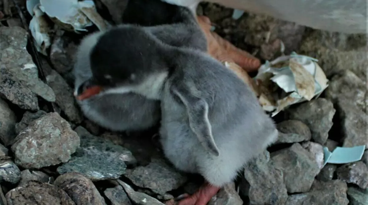 Антарктида. Фото: Игорь Дикий/facebook.com/AntarcticCenter Антарктида. Фото: Игорь Дикий/facebook.com/AntarcticCenter