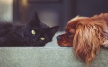 Bosnia And Herzegovina Opens Market For Ukrainian Pet Food And Chews For Pets