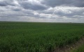Sowing Campaign Starts In 20 Regions - Shmyhal