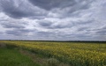 TOP agricultural companies that reduced land banks in 2024