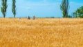 Banks Allocate Loans To Farmers Worth UAH 34.5 Billion Since Year Start