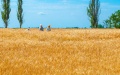 Banks Allocate Loans To Farmers Worth UAH 34.5 Billion Since Year Start