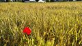 Sowing Campaign In Ukraine Coming To End