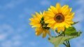Cabinet simplifies licensing of sunflower exports to Bulgaria