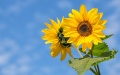 Cabinet simplifies licensing of sunflower exports to Bulgaria