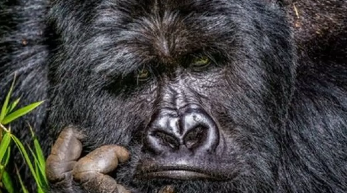 Фото: MARCUS WESTBERG/COMEDY WILDLIFE PHOTOGRAPHY AWARDS Фото: MARCUS WESTBERG/COMEDY WILDLIFE PHOTOGRAPHY AWARDS