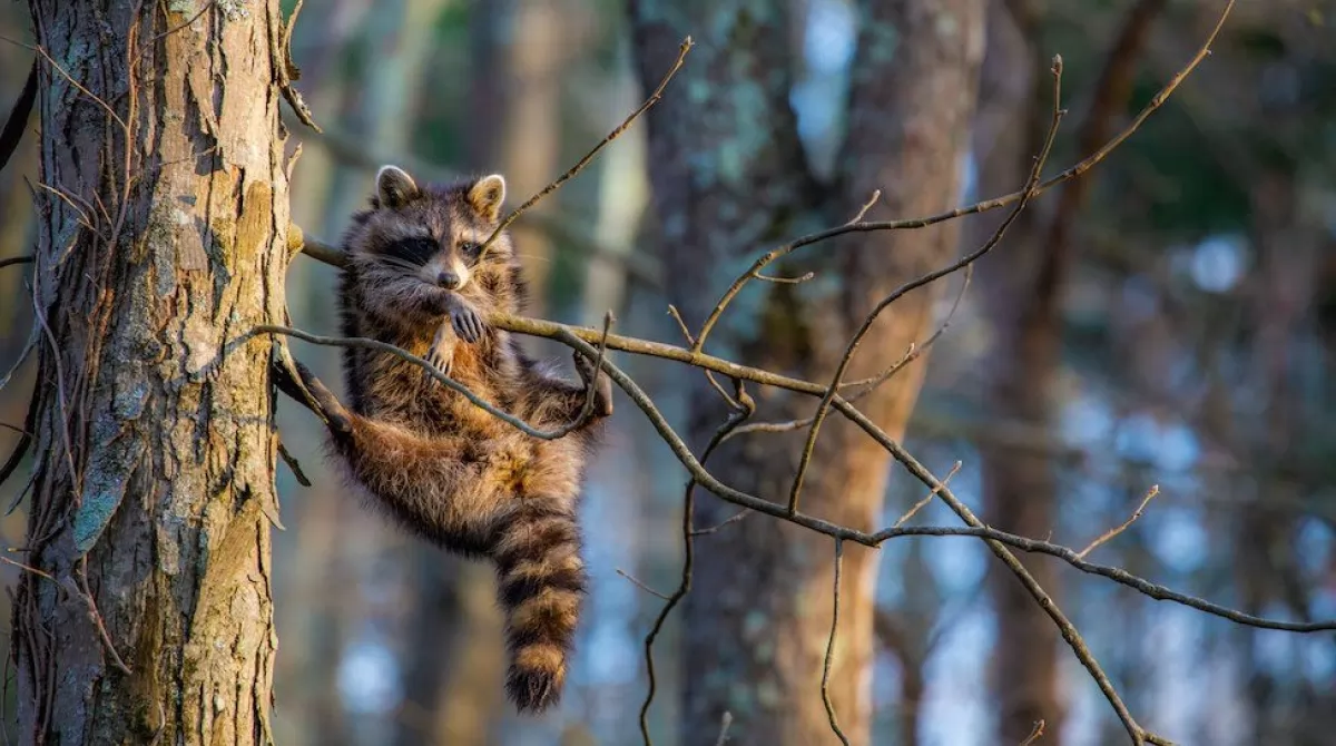 Фото: JILL NEFF/COMEDY WILDLIFE PHOTOGRAPHY AWARDS Фото: JILL NEFF/COMEDY WILDLIFE PHOTOGRAPHY AWARDS