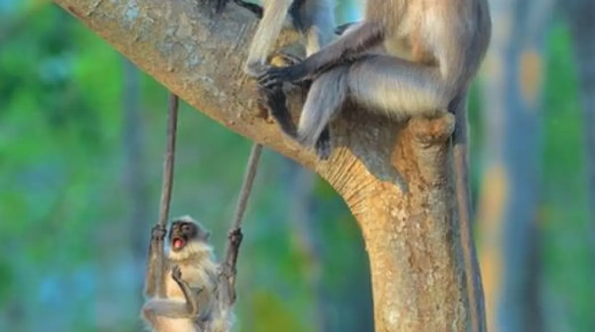 Фото: THOMAS VIJAYAN/COMEDY WILDLIFE PHOTOGRAPHY AWARDS Фото: THOMAS VIJAYAN/COMEDY WILDLIFE PHOTOGRAPHY AWARDS