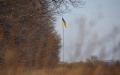 Russia Counts On U.S. Assistance In Granting Special Status To Donbas By Ukraine