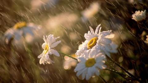 В Карпатах сильный дождь с грозами. Фото: cont.ws