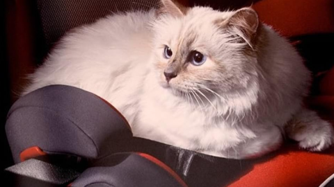 Шупетт одна з претенденток на спадок Лагерфельда в 2,5 млн фунтів. Фото: instagram.com/choupettesdiary
