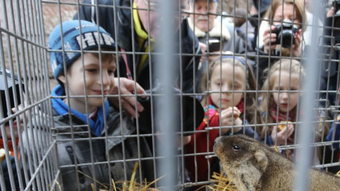 В цьому році бабачиха Маруся прокинулася рано і багато свистіла.Фото: facebook/lviv.adm