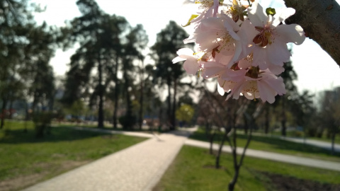 Сакура