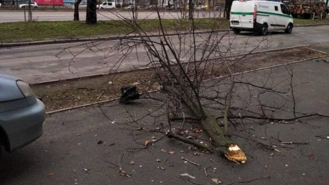 Дерево, що впало.