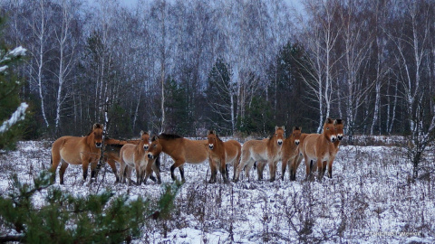 Лошади Пржевальского в Чернобыльском заповеднике. Фото: facebook/zapovidnyk2018/Станислав Гуменюк