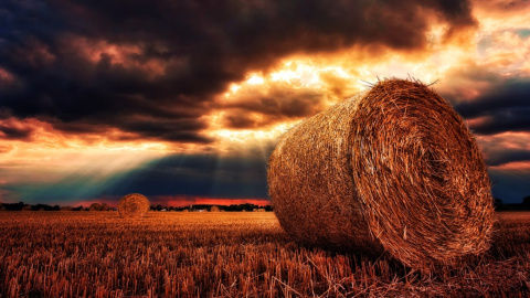 Літо. Фото: pixabay