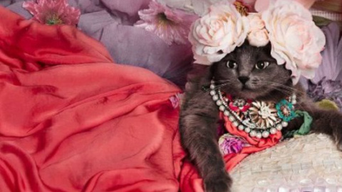 ​Кошка стала модным идолом Instagram