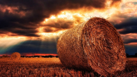Літо. Фото: pixabay