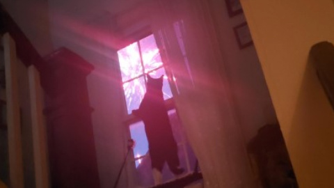 Кіт, який спостерігає за феєрверком. Фото: rеddit.com/r/cats