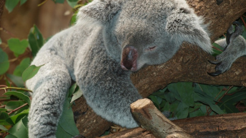 Коала. Фото: pixabay.com