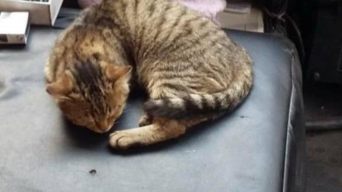 Пассажиры часто дают коту лакомства. Фото: petjoy.com.ua