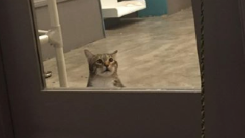 Кота "ізолювали". Фото: Facebook/Friends For Life