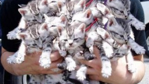 По словам мужчины, кошки не давали ему ни поесть, ни поспать.