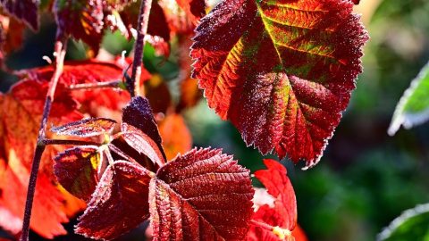 Начало зимы.Иней. Фото: pixabay