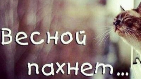 Facebook заполнили весенние котики. Фото: соцсети