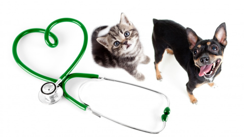 Ветеринар.  Фото: newtonvet.com