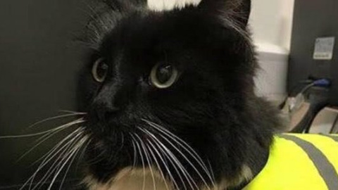 Английского кота-железнодорожника повысили до менеджера за трудовой стаж