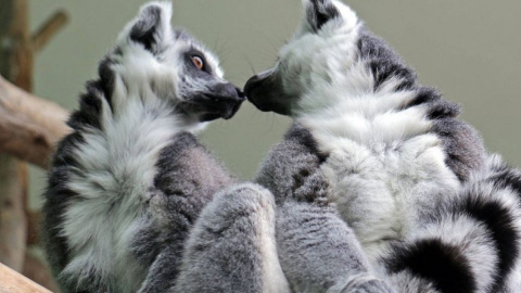 В зоопарке появятся смотровые площадки. Фото: facebook.com/zoo.kiev.ua