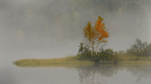 Туман. Фото: pixabay