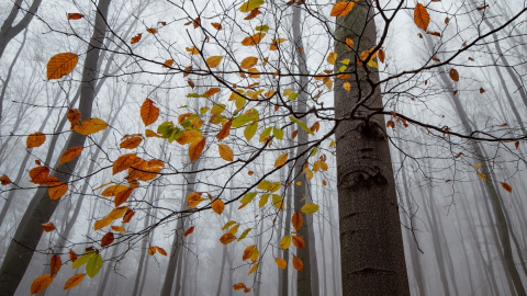 Осень. Фото: pixabay