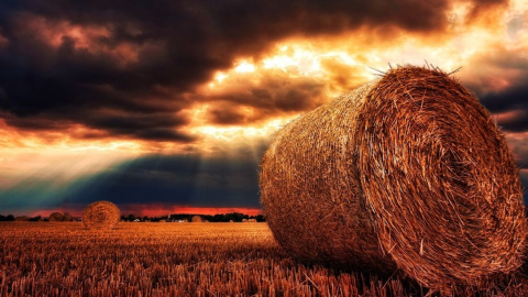 Літо. Фото: pixabay